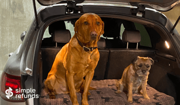 A Dog Basket Full of Reasons to Take Out Refund Protection | Travel Disruption Cover